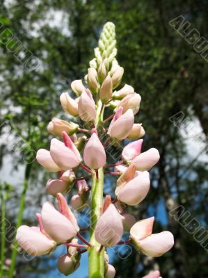  Lupinus
