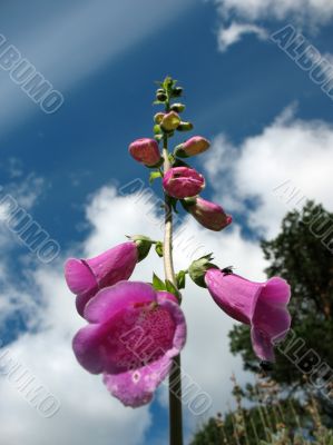  Digitalis purpurea