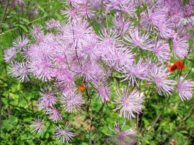  Meadow-rue