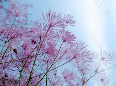 Thalictrum aquilegifolium 