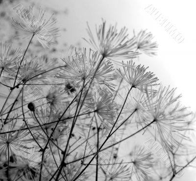 Thalictrum aquilegifolium