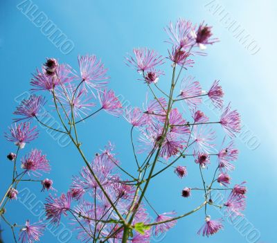 Thalictrum aquilegifolium