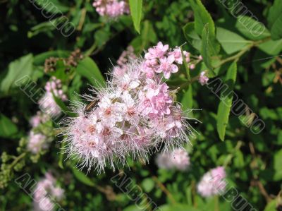 Spiraea japonica