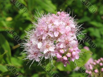 Spiraea japonica
