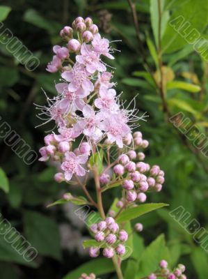 Spiraea japonica