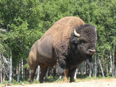 buffalo