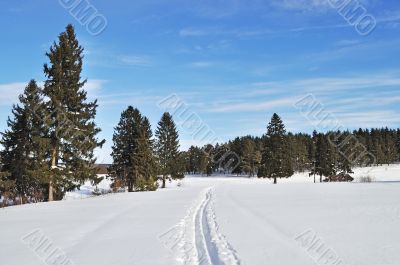 Ski track at forest edge in winter time