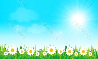 field of daisies and perfect sky