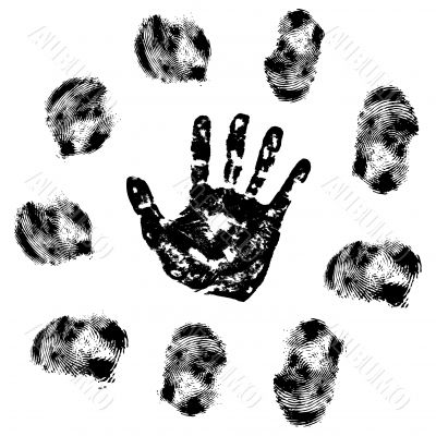 vector fingerprint 