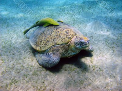 Sea turtle and suckerfishes