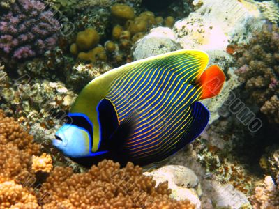 Emperor angelfish in Red sea