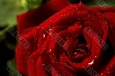 Red rose with water drops