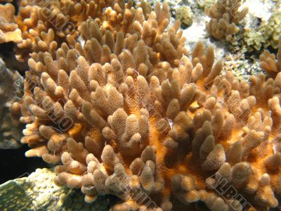 Soft corals