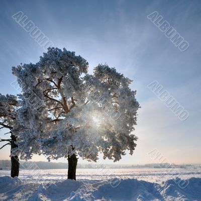 Single tree in winter weather