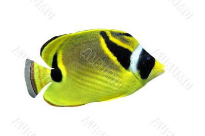 raccoon butterflyfish (chaetodon lunula)