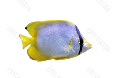 chaetodon ocellatus