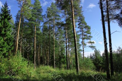 Forest