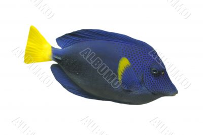 blue Tang fish