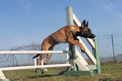 jumping puppy malinois