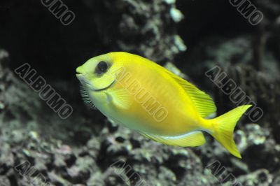 Coral rabbitfish