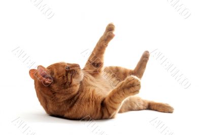 cat rolling over