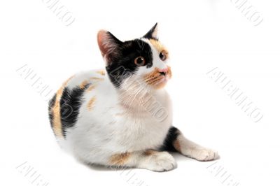 tricolor cat