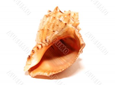 Cockleshell