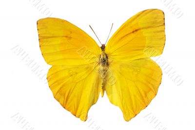 yellow butterfly
