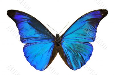 Blue Morpho butterfly