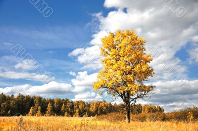 tree with clear blue sky