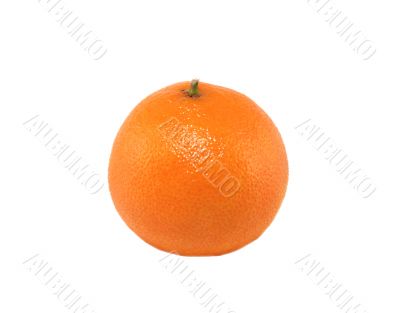 Single tangerine