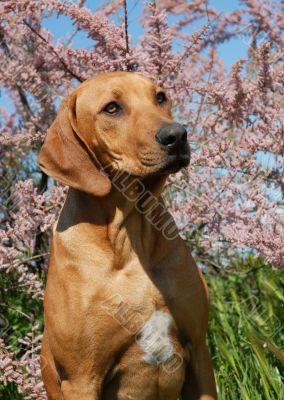 puppy  Rhodesian Ridgeback