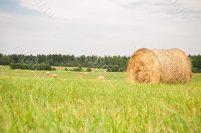 Hay on the field