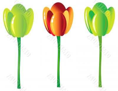 3 shiny isolated tulip, beautiful flowers, floral design element