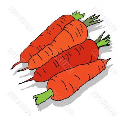 fresh carrot with leaves, isolated on white background illustrat