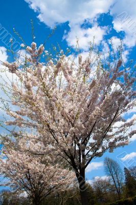 Spring coloured tree in High Park, Toronto