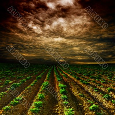 potato field on a sunset