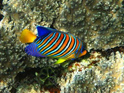 Royal angelfish