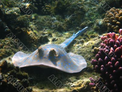 Blue-spotted stingray, Marsa Alam