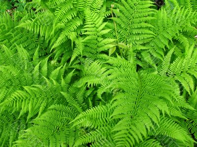 Fern background