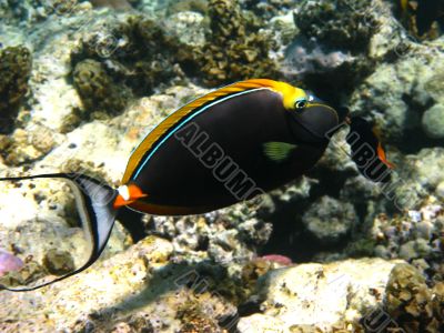Orangespine unicornfish
