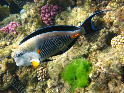 Sohal surgeonfish in Red sea