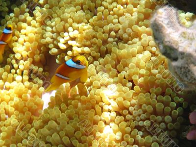Sea anemones and two-banded clownfish
