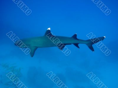 Whitetip reef shark
