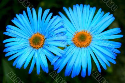 Bright blue flowers