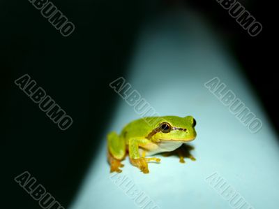 Tree Frog on a water tank