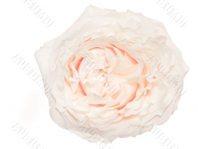 Cream colored rose isolated
