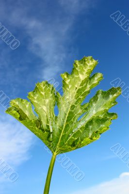 Leaf pumpkin