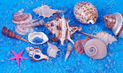 Sea stil-life in blue colors