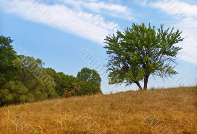 Summer landscape